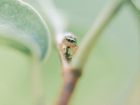 animal-plant-leaf-blur-6746