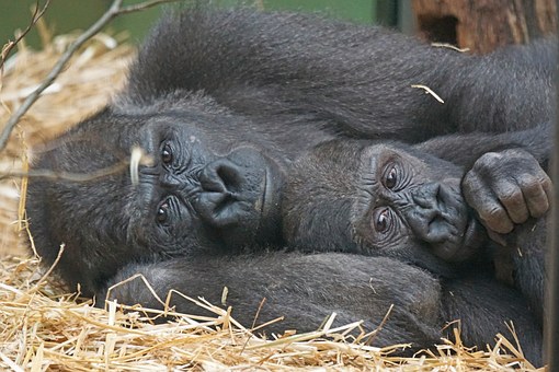 animals-1060611__340