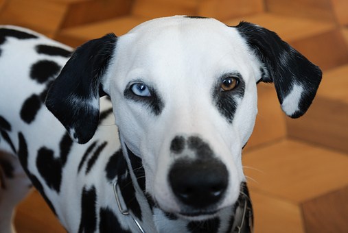 animals-50712__340