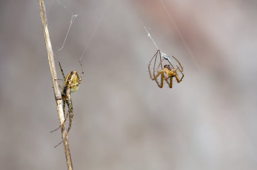 autumn-spiders-metellina-segmentata-female-males-60694