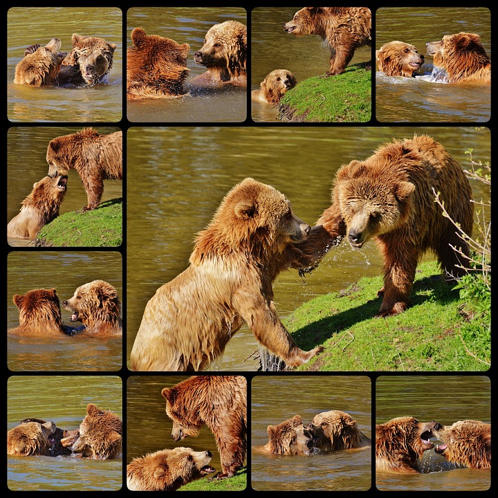 bear-1637729_960_720
