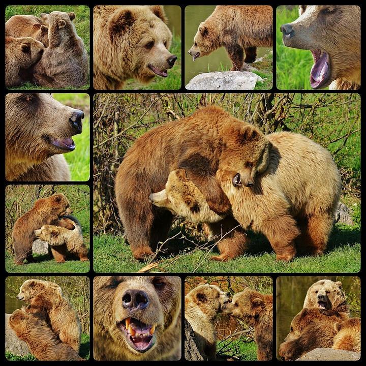 bear-1637730_960_720
