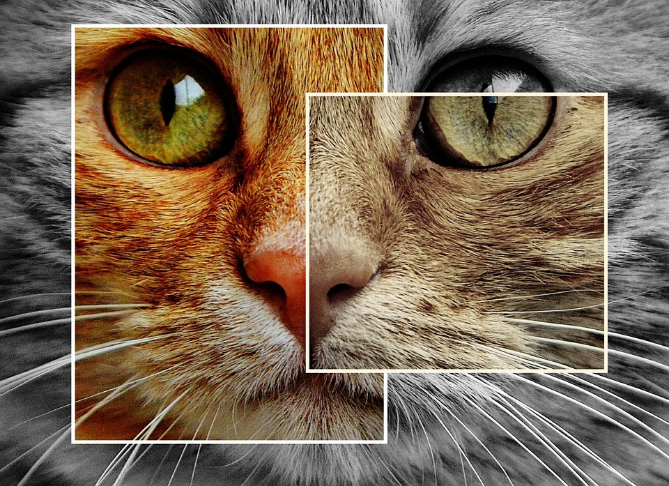 cat-1394585_960_720