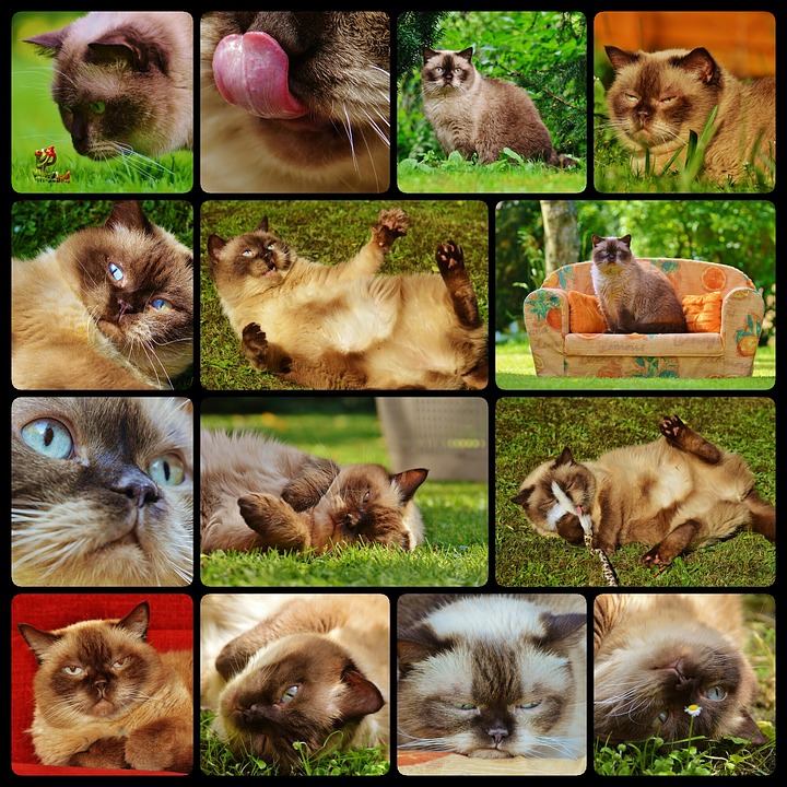 cat-1704130_960_720