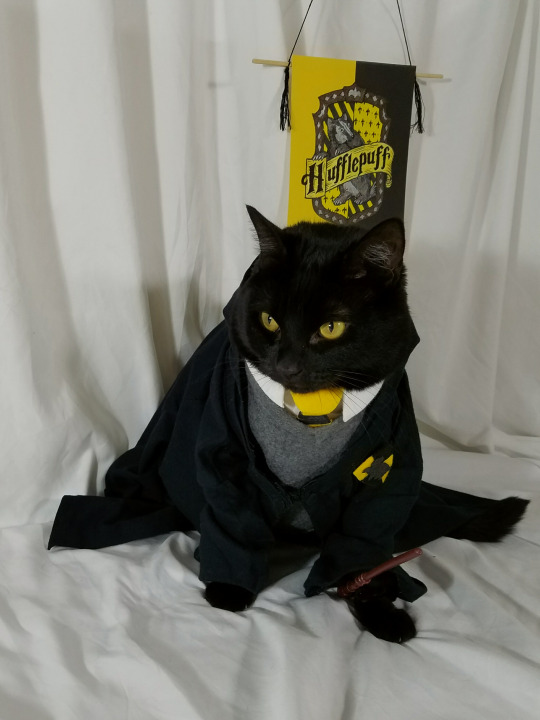 cat-cosplay