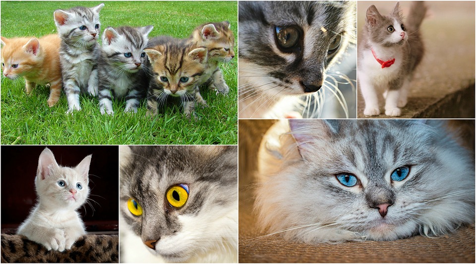 cats-1509310_960_720