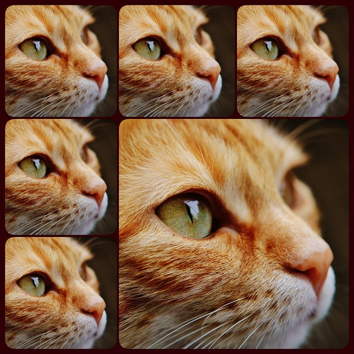 collage-1484892_960_720