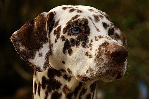 dalmatian-568645__340