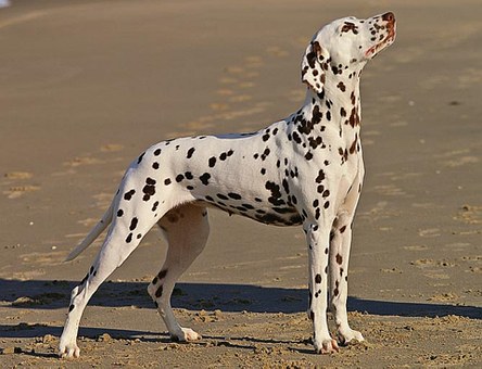 dalmatian-568649__340