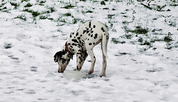 dalmatian-63491__340