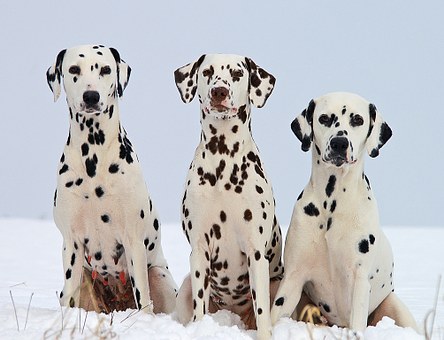 dalmatian-742742__340