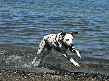 dalmatian-806477__340