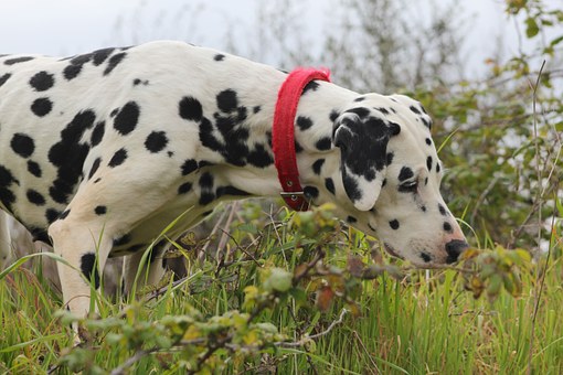 dalmatian-82397__340