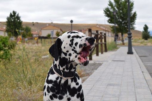 dalmatian-888517__340