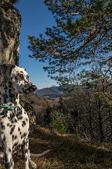 dalmatians-1083907__340