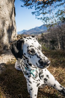 dalmatians-1083909__340