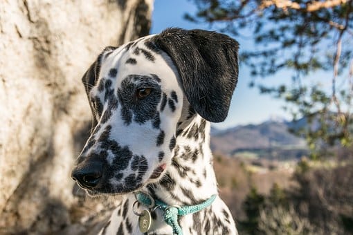 dalmatians-1083910__340