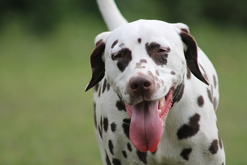 dalmatians-599681__340