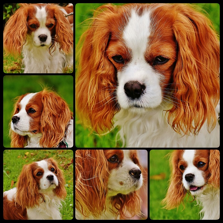 dog-1637659_960_720