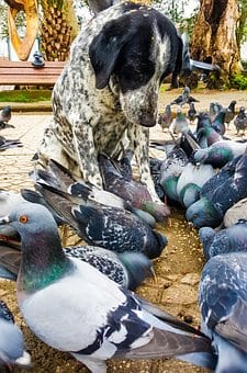 dog-1737102__340