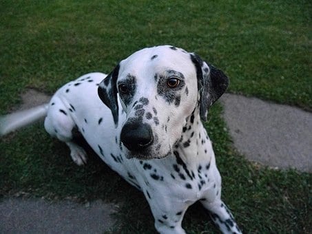 dog-1782596__340