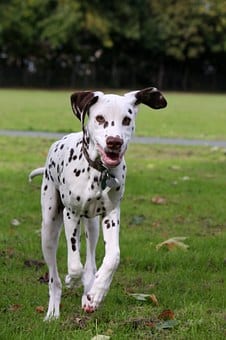 dog-220462__340