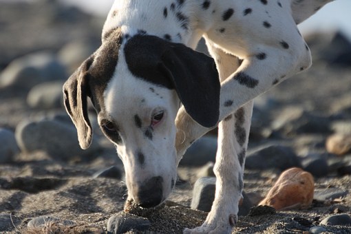 dog-533933__340
