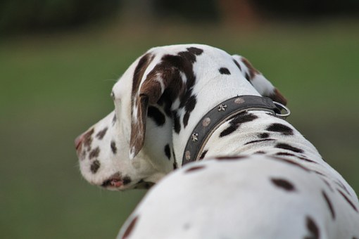 dog-595031__340