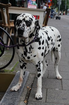 dog-637800__340