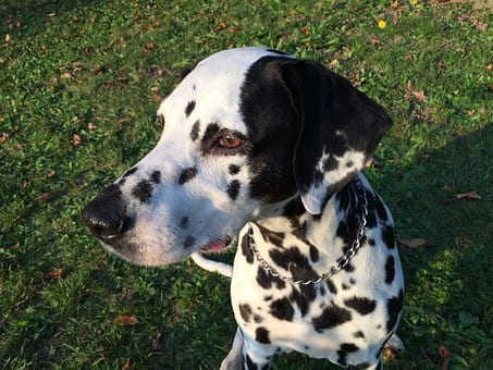 dog-728708__340