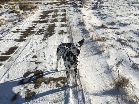 dog-728719__340