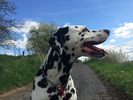 dog-740658__340