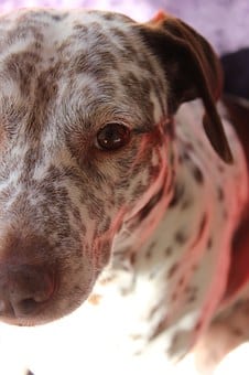dog-911740__340