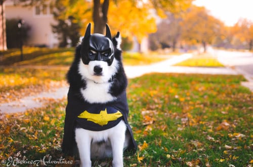 dog-batman