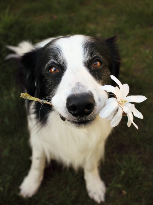 dog-days