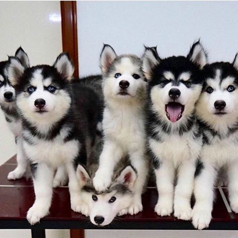 dog-lines-to-greet