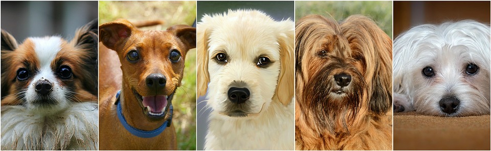 dogs-1501962_960_720