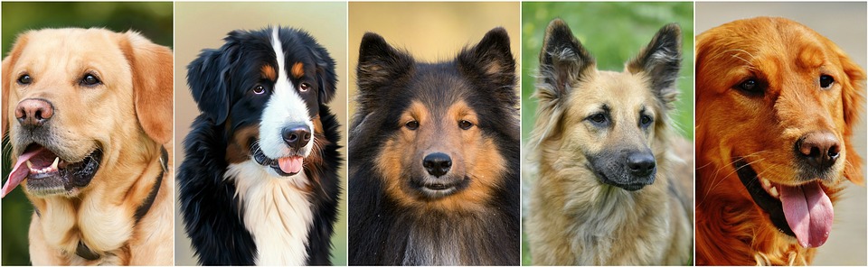 dogs-1501963_960_720