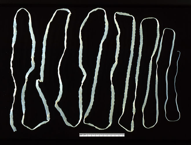 dreaded-tapeworm