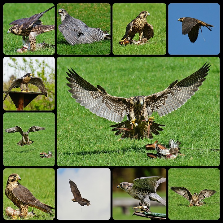 falcon-1704132_960_720