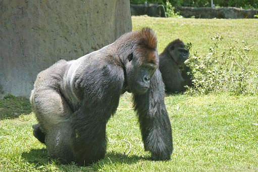gorilla-1432213__340