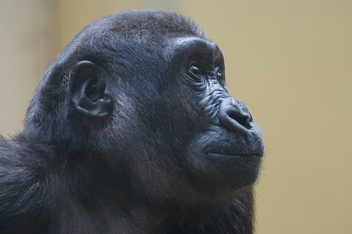 gorilla-1464005__340