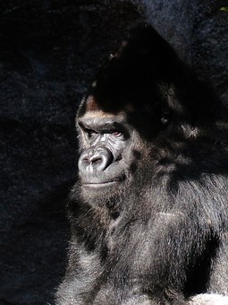 gorilla-406522__340