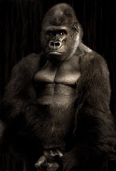 gorilla-610457__340