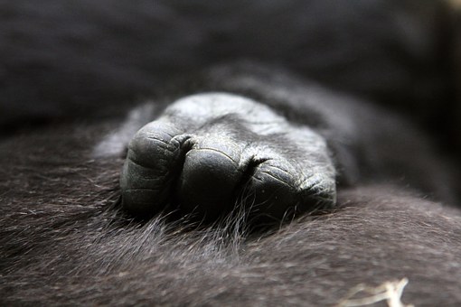 gorilla-622056__340
