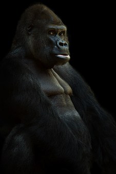 gorilla-625286__340
