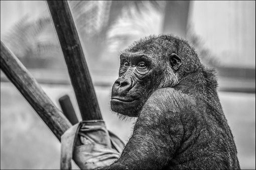 gorilla-665810__340
