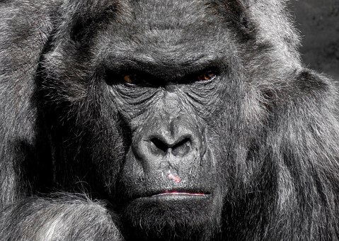 gorilla-752875__340