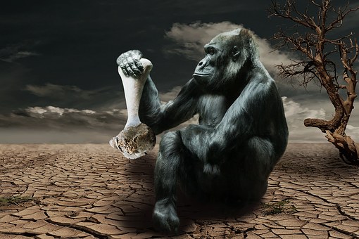 gorilla-834251__340