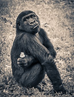 gorilla-914585__340